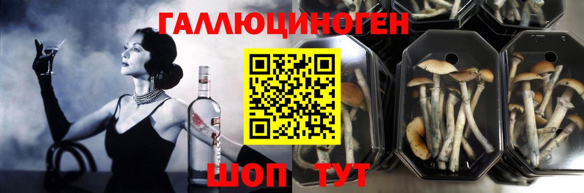 Сланцы  Галлюциногенные грибы Cubensis  Псилоцибиновые грибы Cubensis  Вход с VPN 